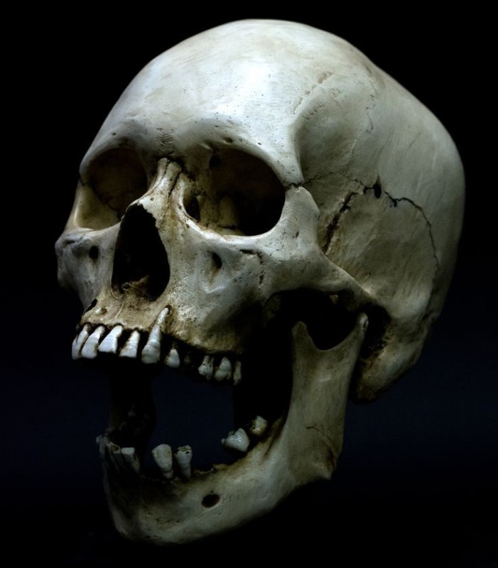 Create meme: human skull , skull, human skulls