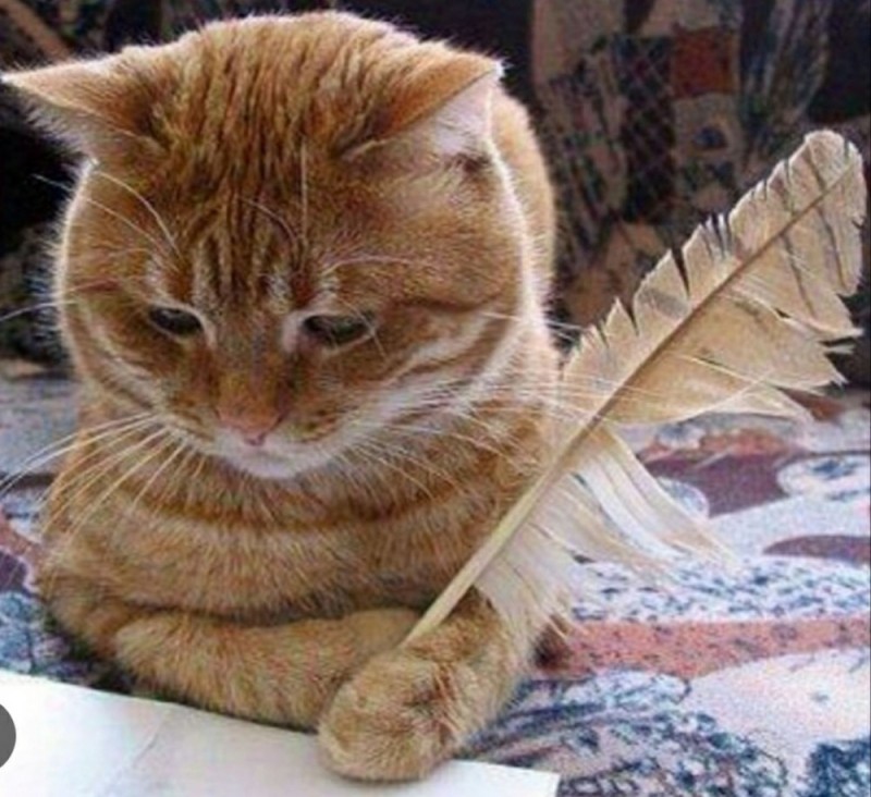 Create meme: cat , a cat with a feather, the cat with the letter