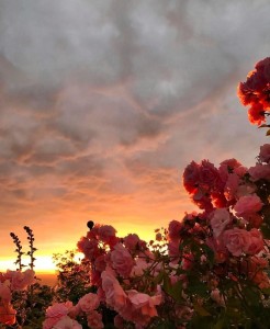 Create meme: sunset sohranenki, top sorry sunset, pinterest flowers