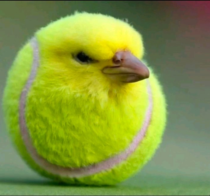 Создать мем: канарейка кенар, tennis ball, маленький цыпленок