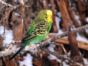Создать мем: зелёный волнистый попугай, волнистый попугай природный, оливковый волнистый попугай