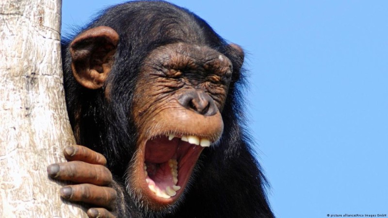 Create meme: smile chimpanzees, the joyful monkey, the monkey is smiling