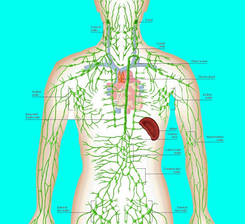 Create meme: diagram of the lymphatic system, lymph nodes on the body, human lymphatic system anatomy