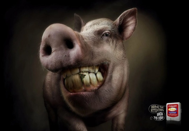 Create meme: the boar is funny, pigs funny, the pig's face