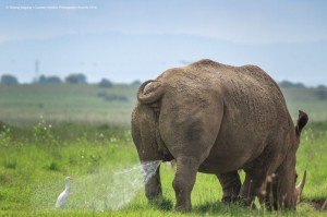 Создать мем: rhino, дикие животные, носорог