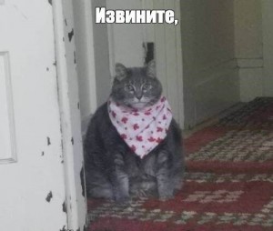 Создать мем: кот смешной, кошка, кот кот