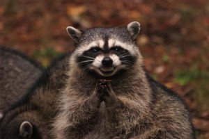 Create meme: revenge of the raccoon, evil raccoon, insidious raccoon