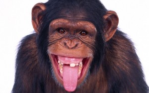 Create meme: funny faces monkeys, smile monkey, the monkey is smiling