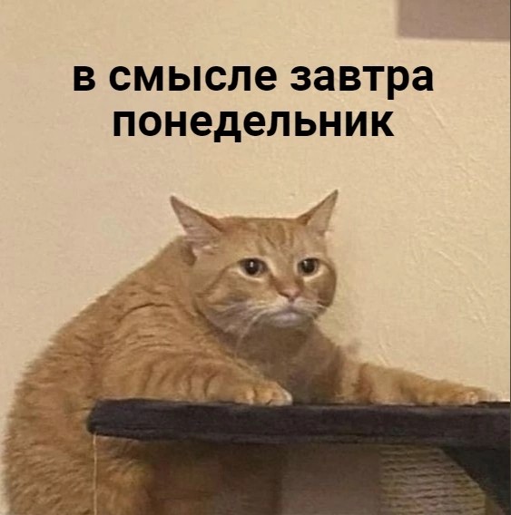 Создать мем: кот, коты мемы, кот загрузка