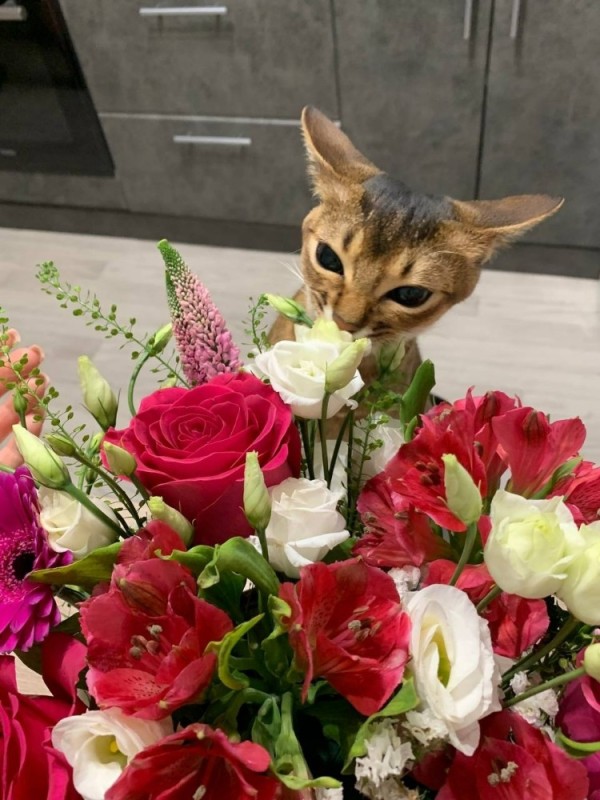 Create meme: cat and roses , The cat sniffs the flowers, cat 