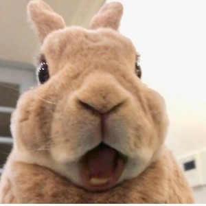 Create meme: instagram, cute animals, a pet rabbit