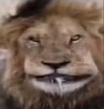 Создать мем: упоротый лев бебей, лев оскал, улыбающийся лев