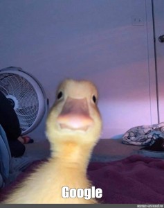 Create Comics Meme Duck Selfie Ducklings Cute Duck Comics Meme Arsenal Com