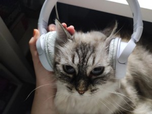 Create meme: cat , cat DJ , cat with headphones