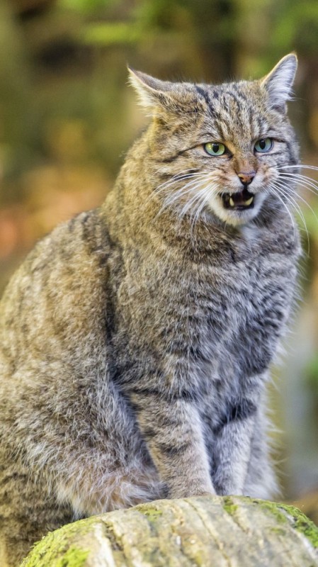 Create meme: wild cat, wild forest cat, european wild forest cat