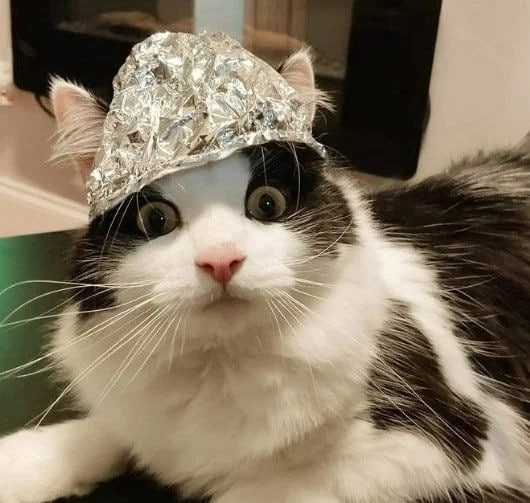 Create meme: the cat in foil, the cat in the hat, the cat in the tinfoil hat