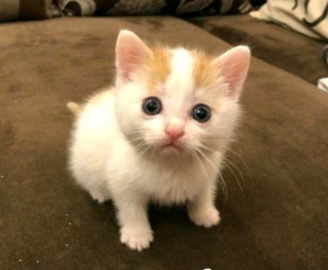 Create meme: cute kittens, cute cats, cat