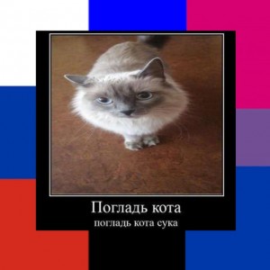 Create meme: Kote, cat, animals