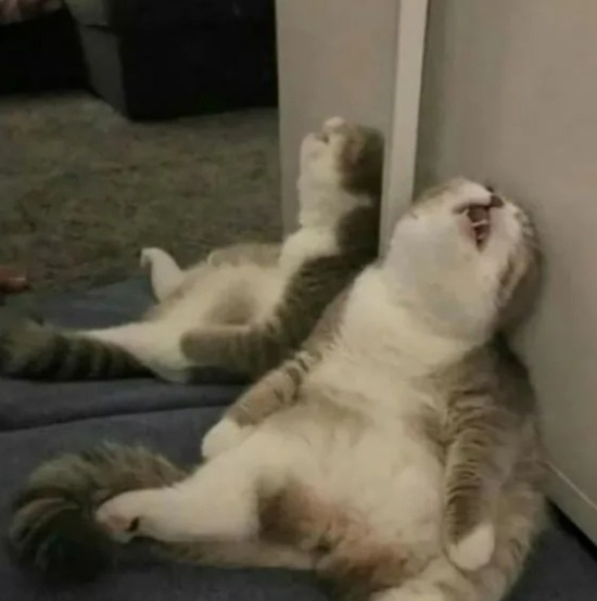 Create meme: cat addict, cat funny , a cat in a funny pose