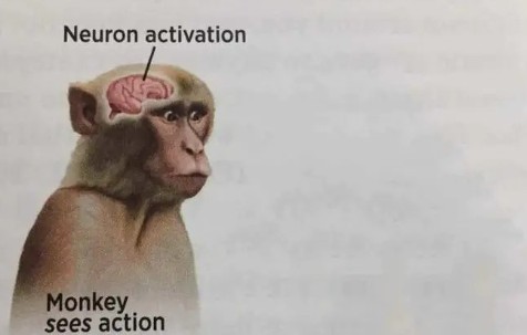 Создать мем: neuron activation monkey sees action, мозг примата, активация нейронов мем