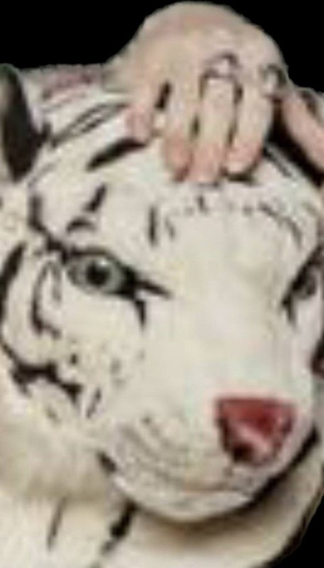 Create meme: white Bengal tiger , tiger head, tiger head