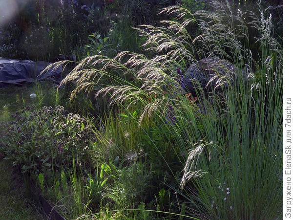 Create meme: miscanthus, veynikov's feather grass, feather grass