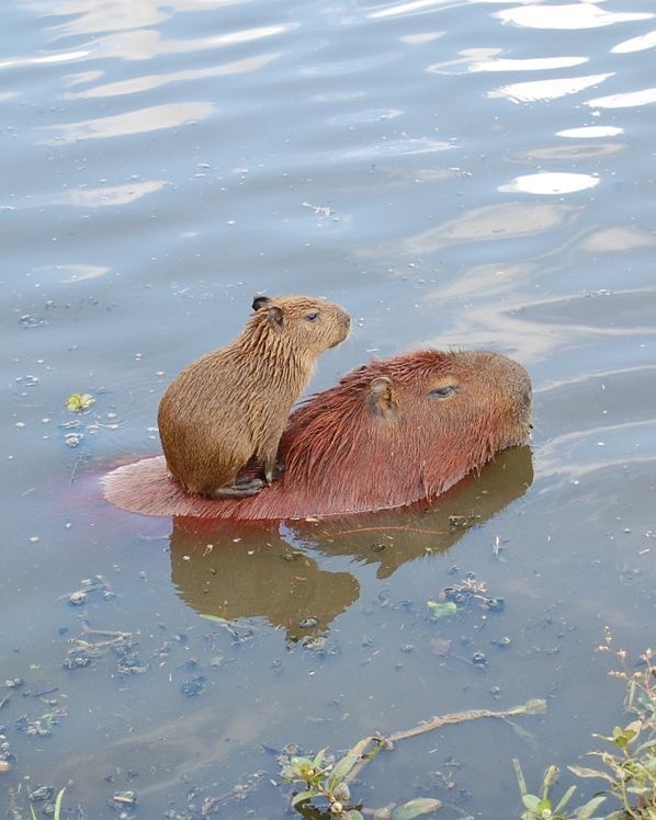 Create meme: rodent capybara, capybaras , little capybara