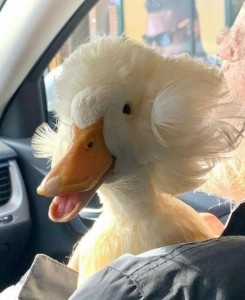 Create meme: crested duck, duck