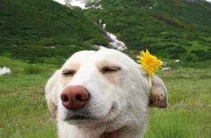Create meme: happy dog, dog funny, happy dog
