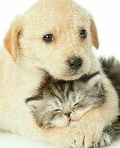 Create meme: the cute animals , cute puppies , puppy and