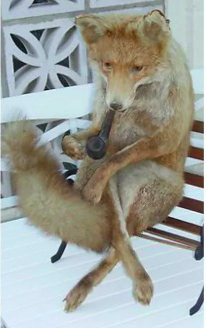 Create meme: Fox stuffed animal , a stuffed Fox , uporotyh Fox