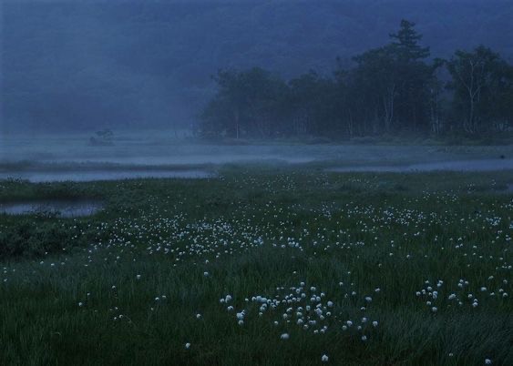 Create meme: nature fog, landscape field, A field of flowers at night
