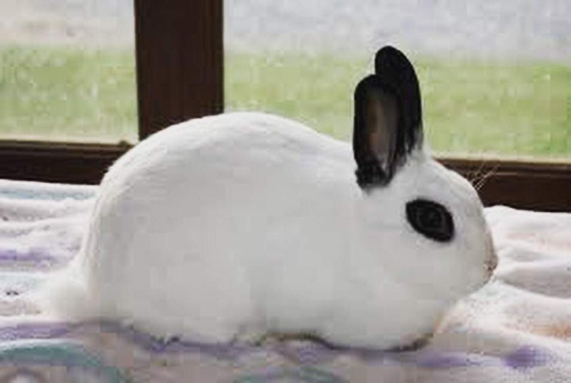 Создать мем: кролик, калифорнийский белый кролик, декоративный кролик белый