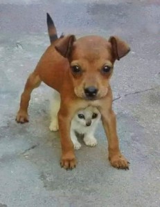 Create meme: miniature Pinscher, Staffordshire bull Terrier dog, Yorkshire Terrier
