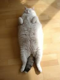 Create meme: cat, fat cat, cute cats funny