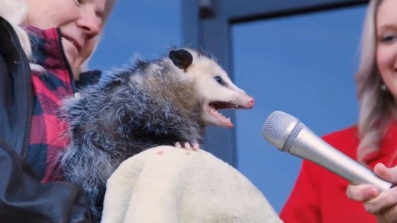 Create meme: the screaming possum, possum with microphone, opossum marsupial