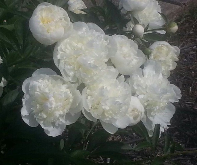 Create meme: flowers are white peonies, white peonies, the flowers are white