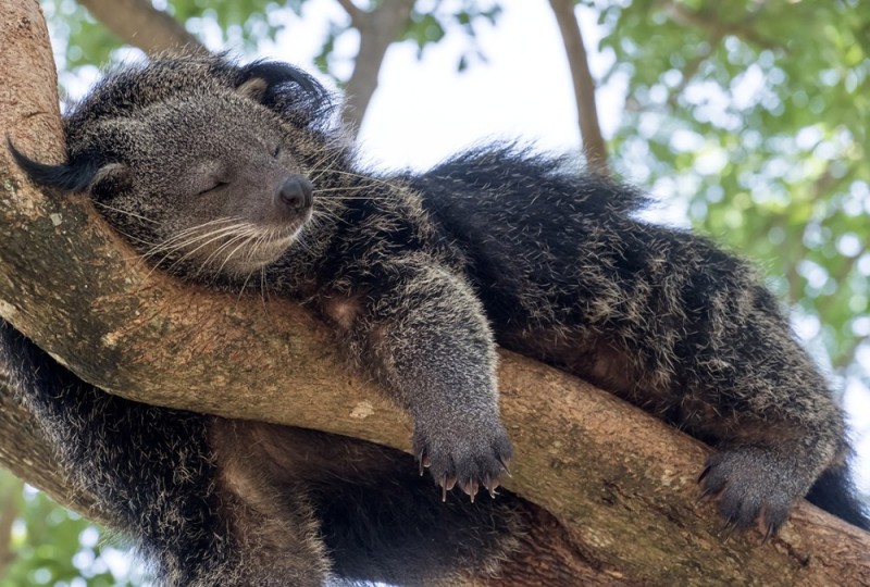 Создать мем: binturong животное, бинтуронг кошачий медведь, бинтуронг