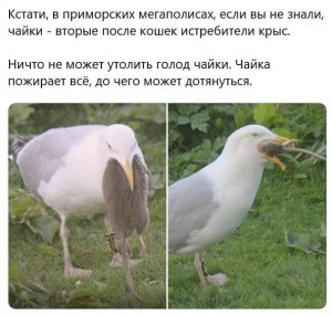 Create meme: gulls feed on birds, Seagull, serakina Seagull