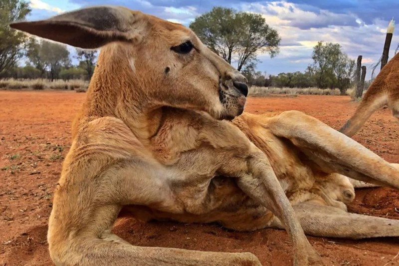 Create meme: Roger the kangaroo from australia, kangaroo Roger , kangaroo 