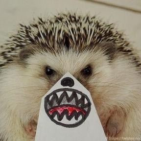 Create meme: hedgehog, marumaro hedgehog, evil jozhik