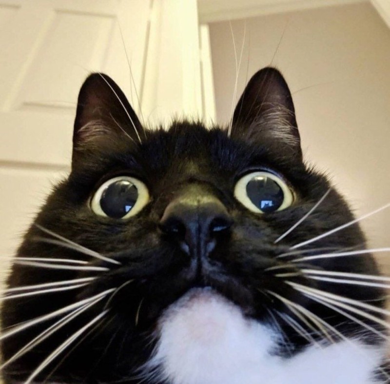 Create meme: the surprised cat , cats are shocked, cat