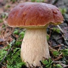 Create meme: mushroom boletus, mushrooms