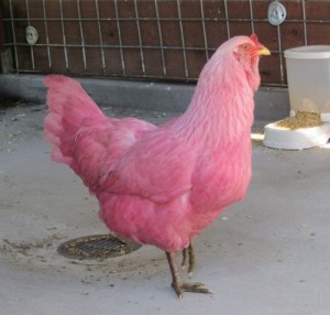 Create meme: chicken, purple chicken, pink cock