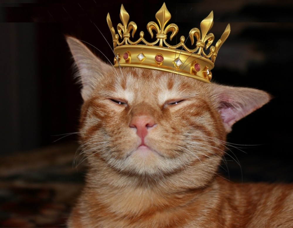 Create meme: the cat in the crown, The cat is the king, the king cat
