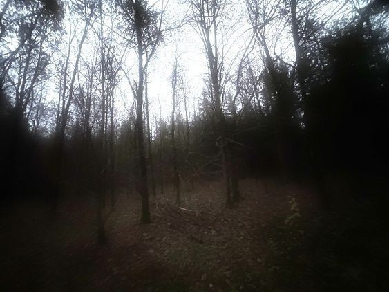 Create meme: dark forest, the aesthetics are gloomy, forest 