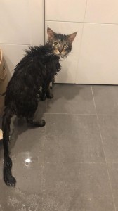 Create meme: cats, wet Maine Coon, Cat