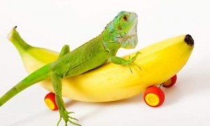 Create meme: iguana in full length on white background, banana iguana, green iguana