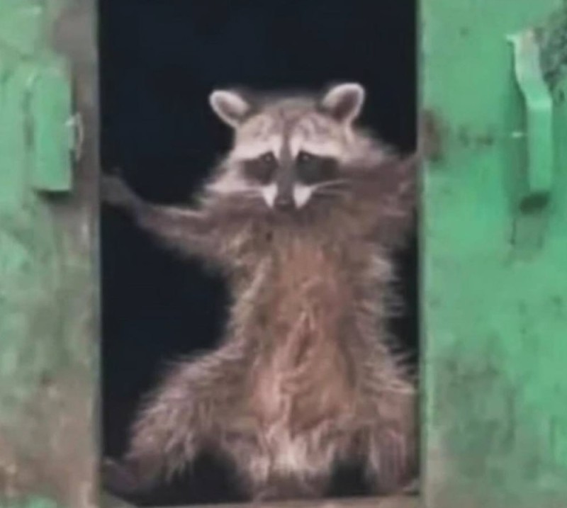 Create meme: animal raccoon, raccoon gargle , raccoon funny 