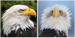 Создать мем: почему орла изображают в профиль, орел в профиль и анфас, белоголовый орлан анфас